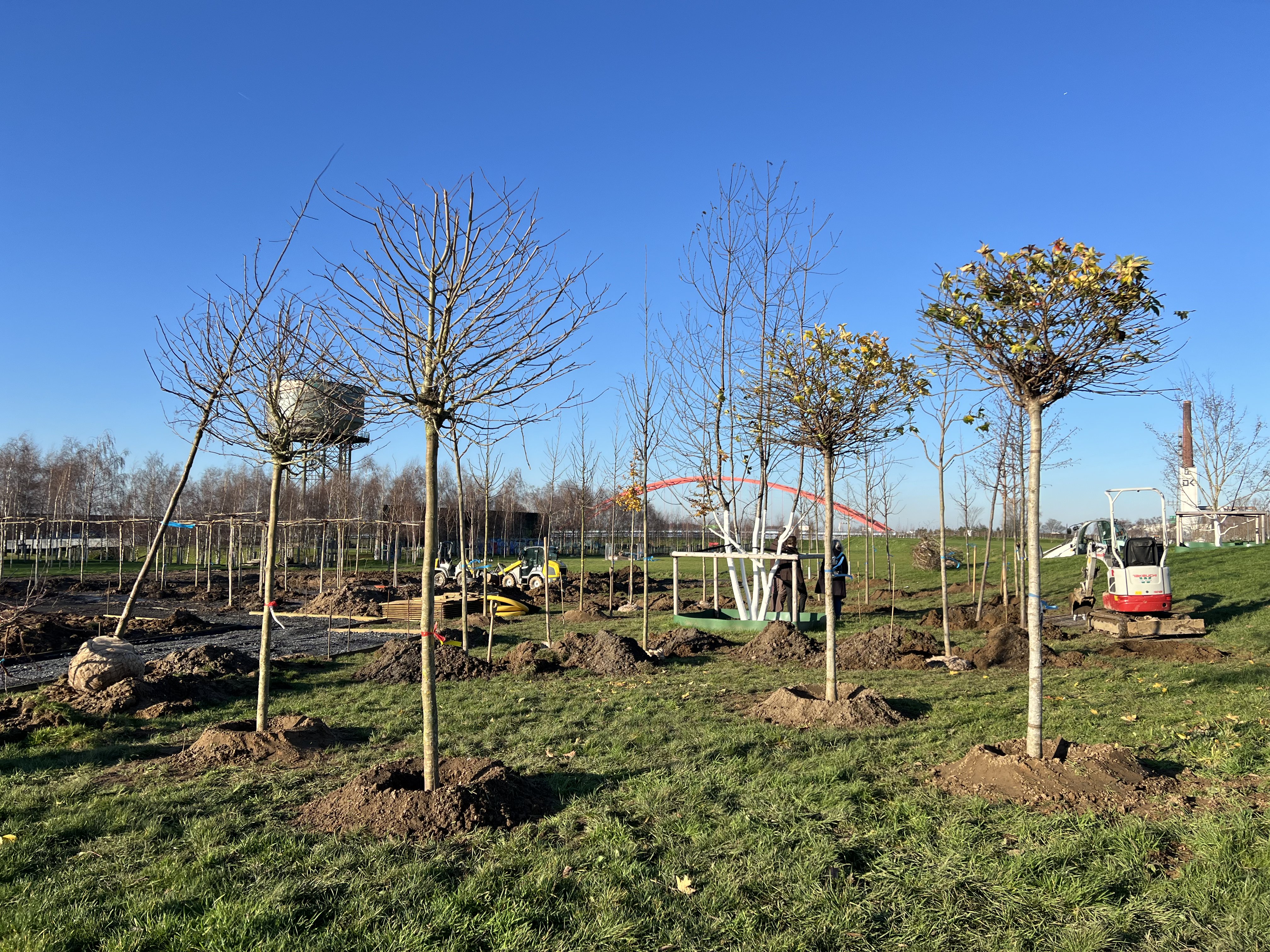 Wiese mit mehreren gerade gepflanzten Bäumen